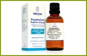 Bryophyllum com argento cultum