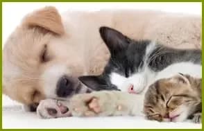 Florais petcare - quanthaessencia