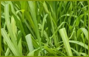 LoÇÃO Repelente Natural a base de Óleo essencial de Citronela