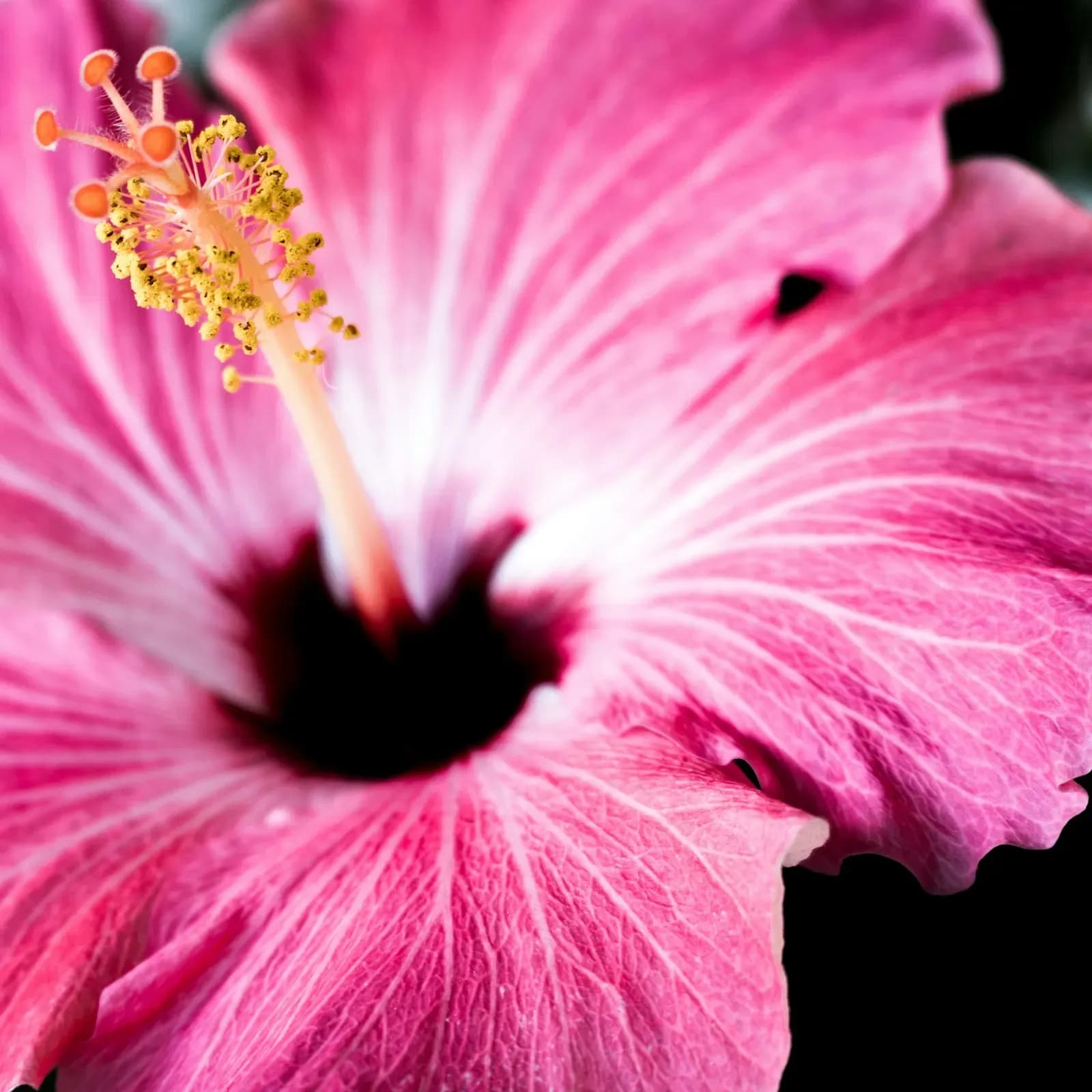 Hibisco a granel 100g
